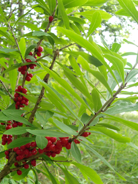 Daphne mezereum