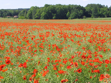 Papaver rhoeas