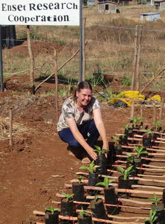 enset, seedlings